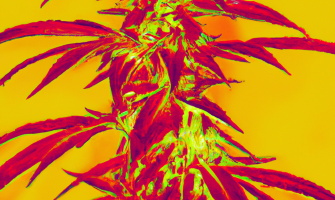 Erfolgreiche Ernte - Polizei braucht Trocknungsnetze