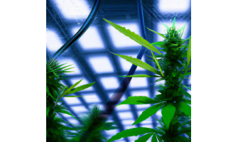 In dubio pro Canna - Lauterbachs seltsame Legalisierung In dubio pro Canna - Lauterbachs seltsame Legalisierung