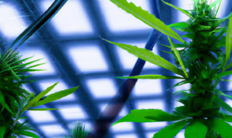 In dubio pro Canna - Lauterbachs seltsame Legalisierung