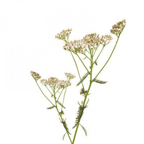 Yarrow BIO - 15g